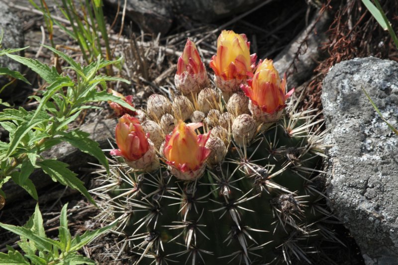 notocactussubmammulosus.jpg