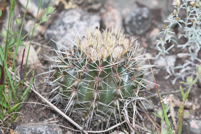 notocactussubmammulosus.jpg