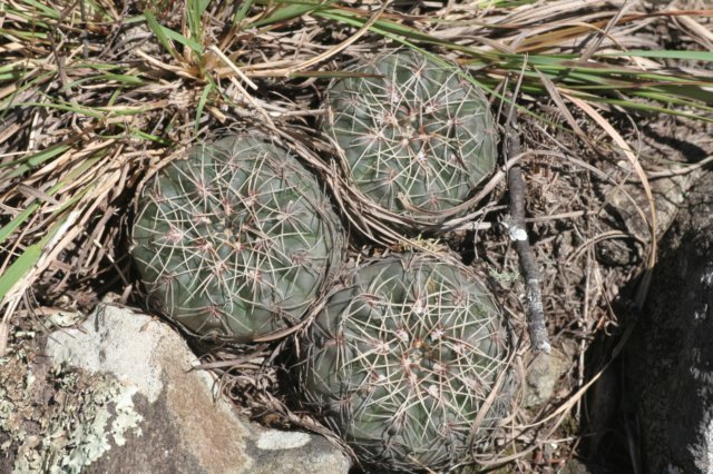 gymnocalyciumbaldianum.jpg