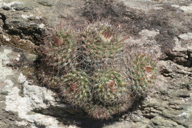 parodiasanguiniflora.jpg