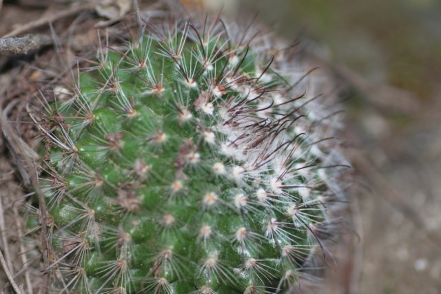 parodiasanguiniflora.jpg