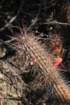 cleistocactusbaumannii_small.jpg
