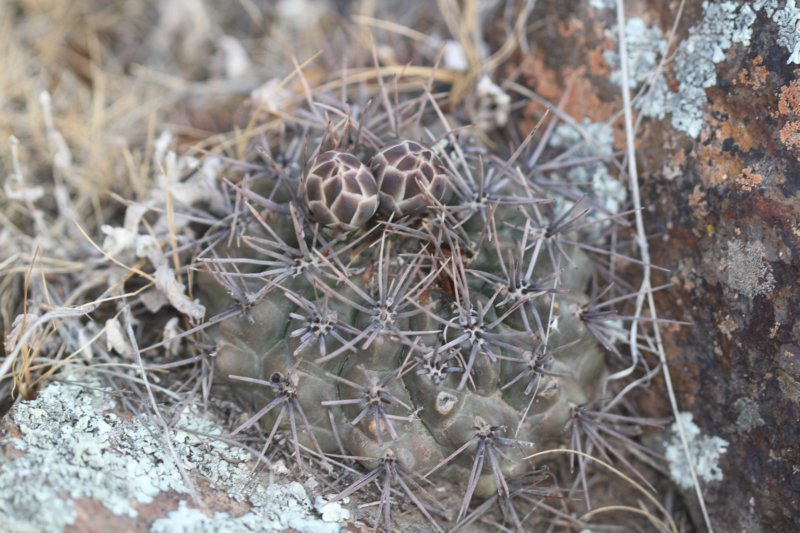 gymnocalyciumgibbosumvarchubutense3.jpg