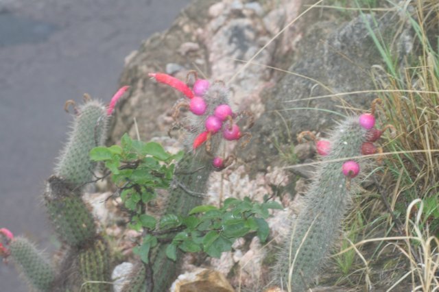 cleistocactusbaumannii.jpg