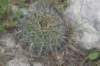 echinopsisaurea_small.jpg