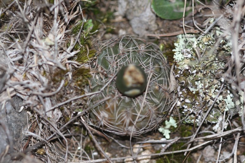 gymnocalyciumbruchii.jpg