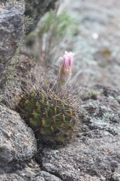 acanthocalyciumspiniflorum3.jpg