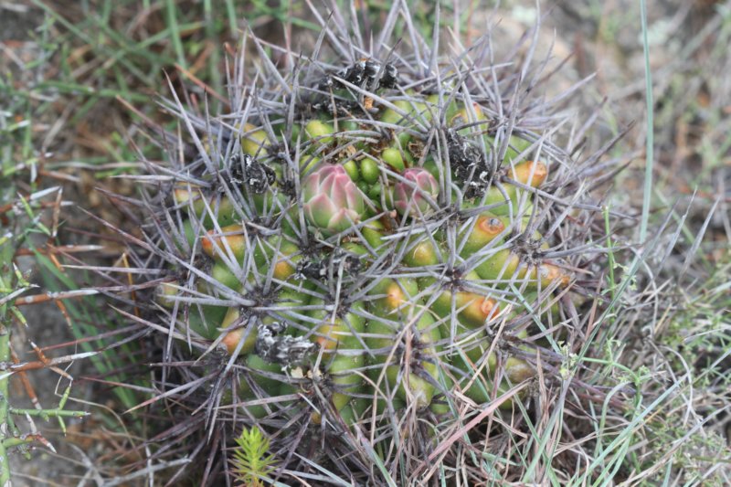 gymnocalyciumhorridispinum2.jpg