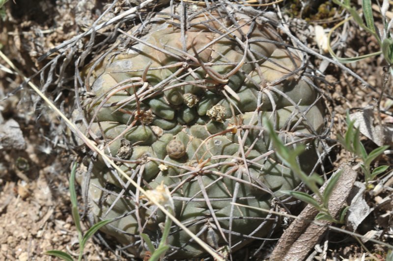 gymnocalyciumritterianum.jpg