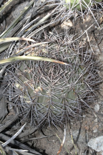 gymnocalyciumhossei4.jpg