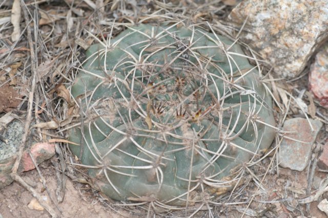 gymnocalyciumguanchinense.jpg