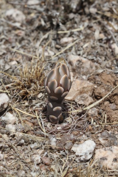 gymnocalyciumkeislingiivarcastaneum.jpg