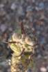 tephrocactusarticulatus4_small.jpg