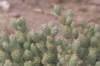 tephrocactusarticulatus_small.jpg