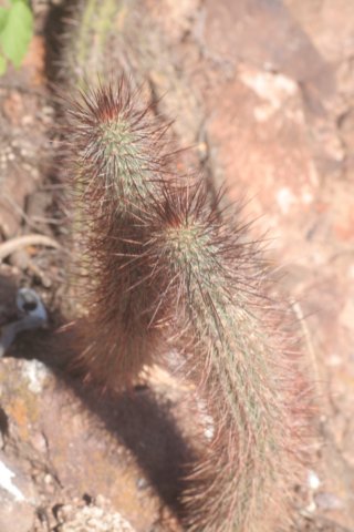 cleistocactusbaumannii2.jpg