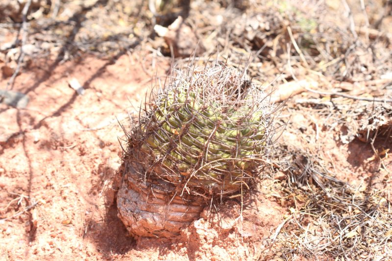 gymnocalyciumcastellanosi.jpg