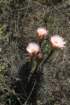 echinopsisleucantha_small.jpg