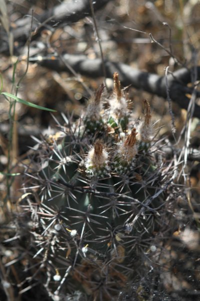 pyrrhocactusneoporteriastrausianus.jpg