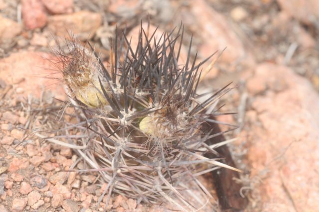 austrocactuspatagonicus.jpg