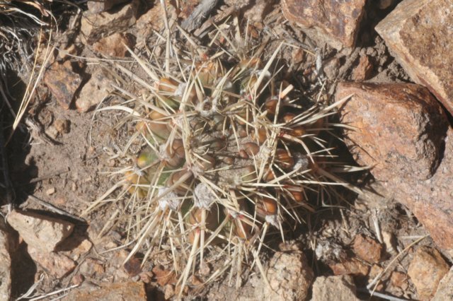 notocactussubmammulosus.jpg
