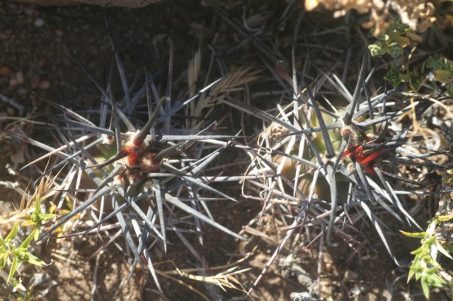 austrocactusgracilis2.jpg