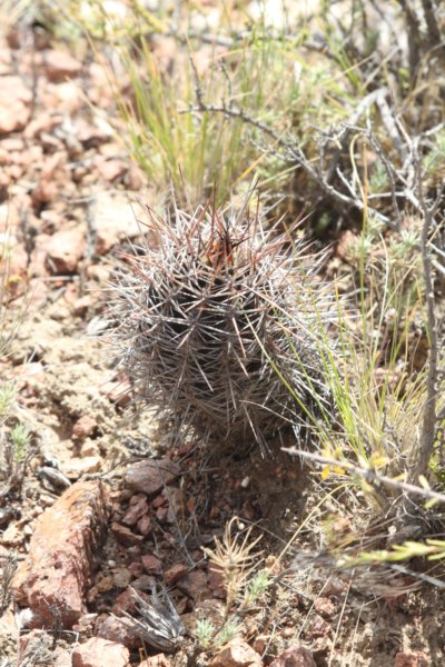 austrocactusbertinii.jpg