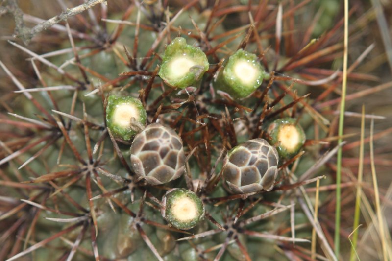 gymnocalyciumgibbosum3.jpg