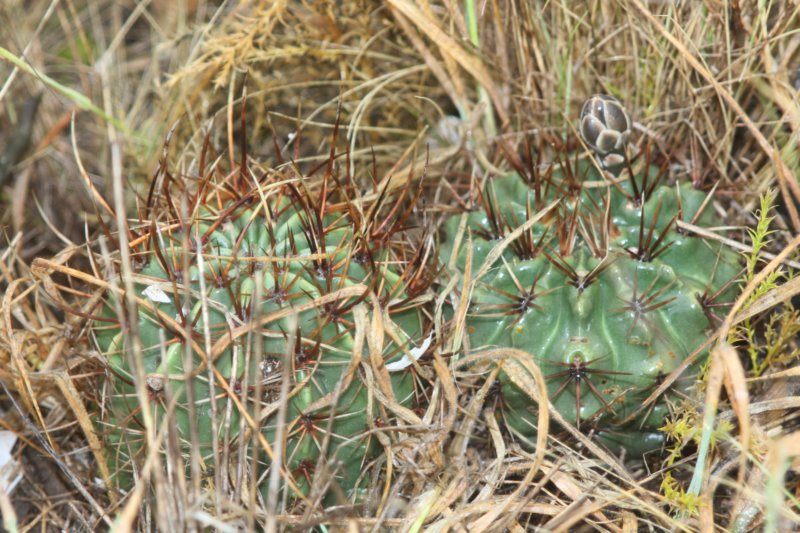 gymnocalyciumgibbosum8.jpg