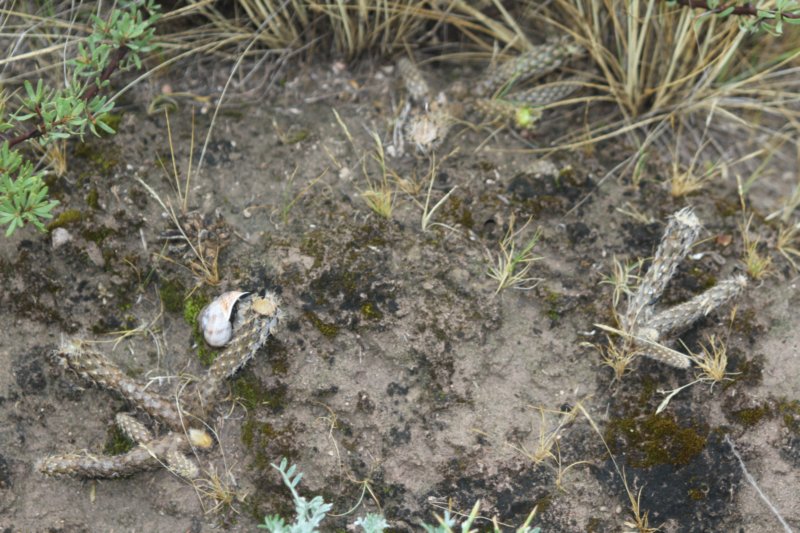 pterocactustuberosus.jpg