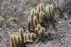 cleistocactushylacanthus_small.jpg