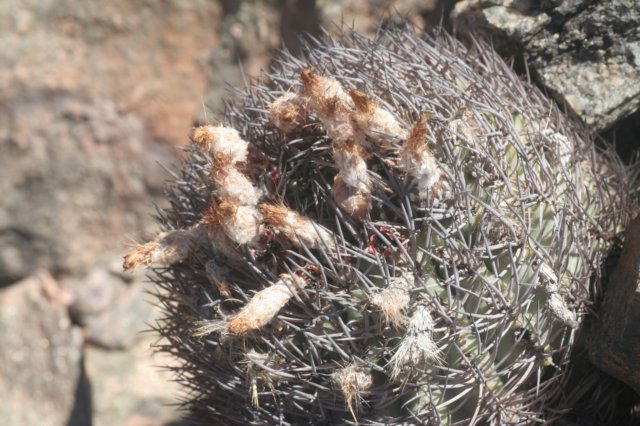 pyrrhocactusbulbocalyxvarmarayensis.jpg