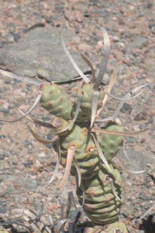 tephrocactusarticulatusfmpapyracantha2.jpg