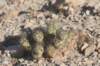 tephrocactusaoracanthus2_small.jpg