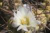 tephrocactusaoracanthus2_small.jpg