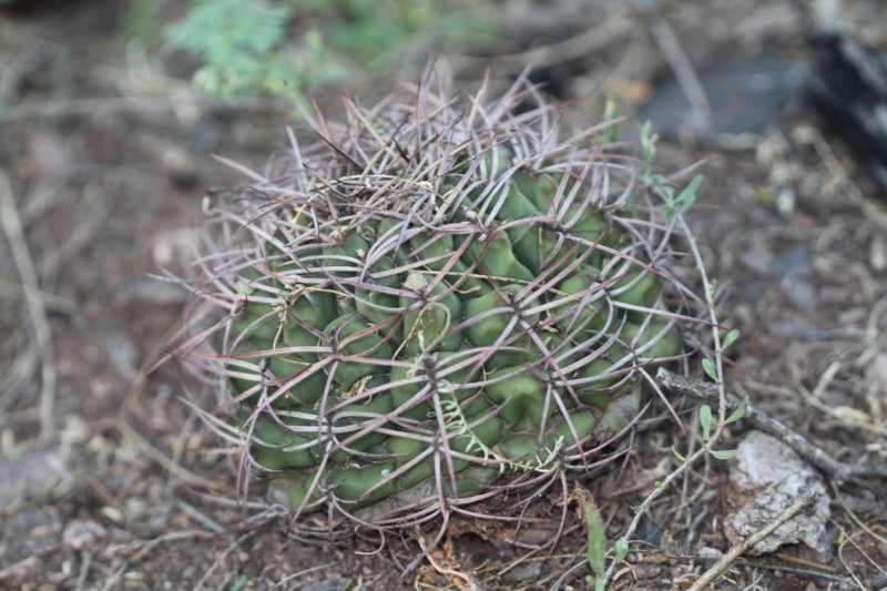 gymnocalyciumschickendantzii.jpg