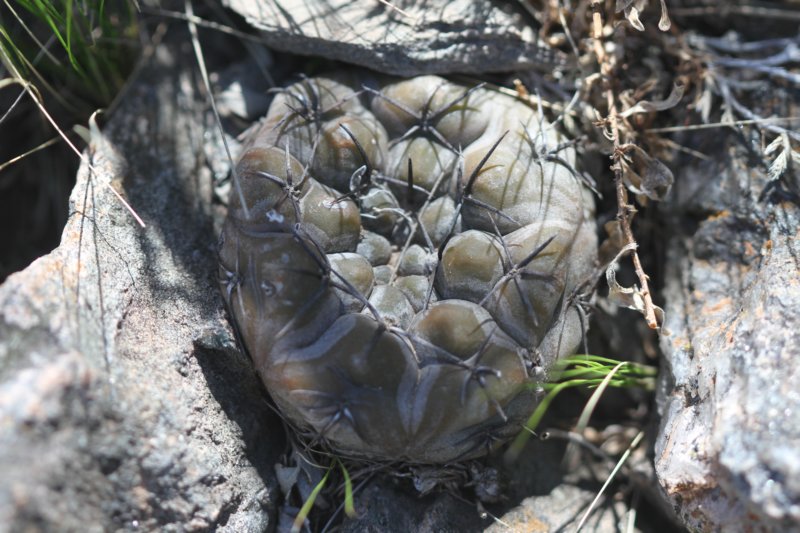 gymnocalyciumberchtii.jpg