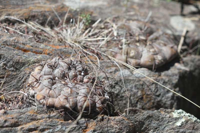 gymnocalyciumberchtii5.jpg