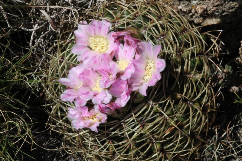 gymnocalyciummonvillei.jpg