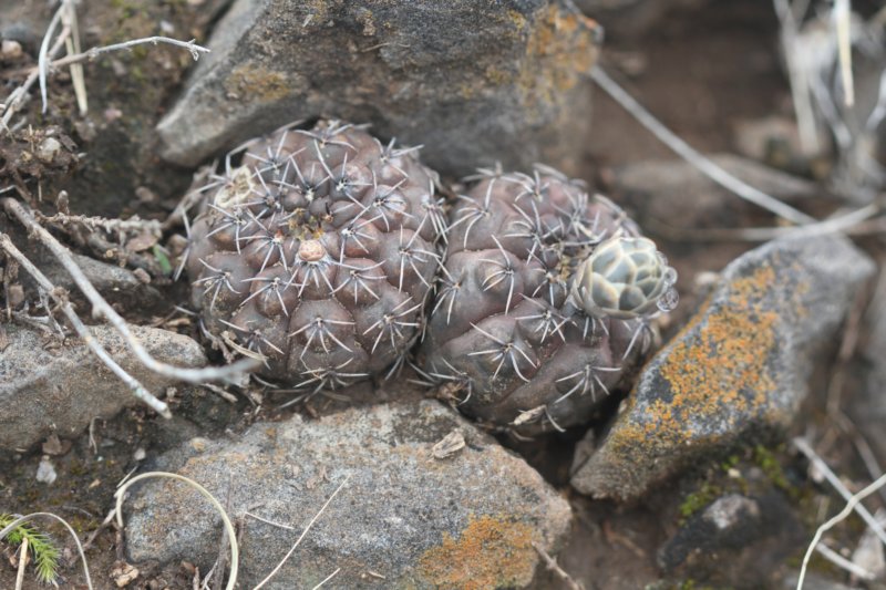 gymnocalyciumkieslingiivarfrankianum.jpg