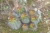 echinopsishuotiivarvallegrandensis_small.jpg