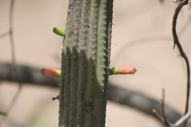 cleistocactuslaniceps2.jpg