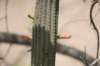 cleistocactuslaniceps2_small.jpg