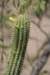 cleistocactuslaniceps_small.jpg