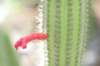 cleistocactustominensis2_small.jpg
