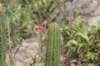 cleistocactustominensis3_small.jpg