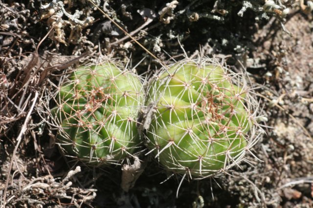 echinopsispamparuizijuvenile.jpg