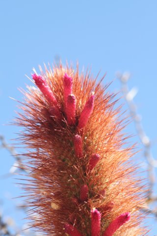 cleistocactushyalacanthusvartarijensis.jpg
