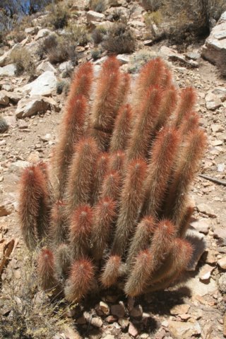 cleistocactushyalacanthus.jpg