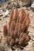 cleistocactushyalacanthus_small.jpg