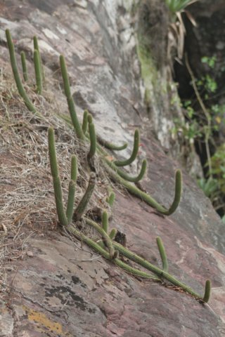 cleistocactussamaipatanus.jpg